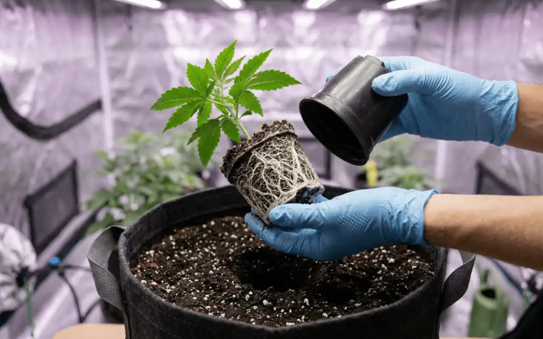 Transplanting Cannabis: When and How to Do It Right