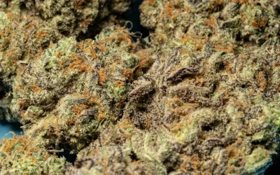 Best Sativa Strains for Australian Growers — A Region-by-Region Guide
