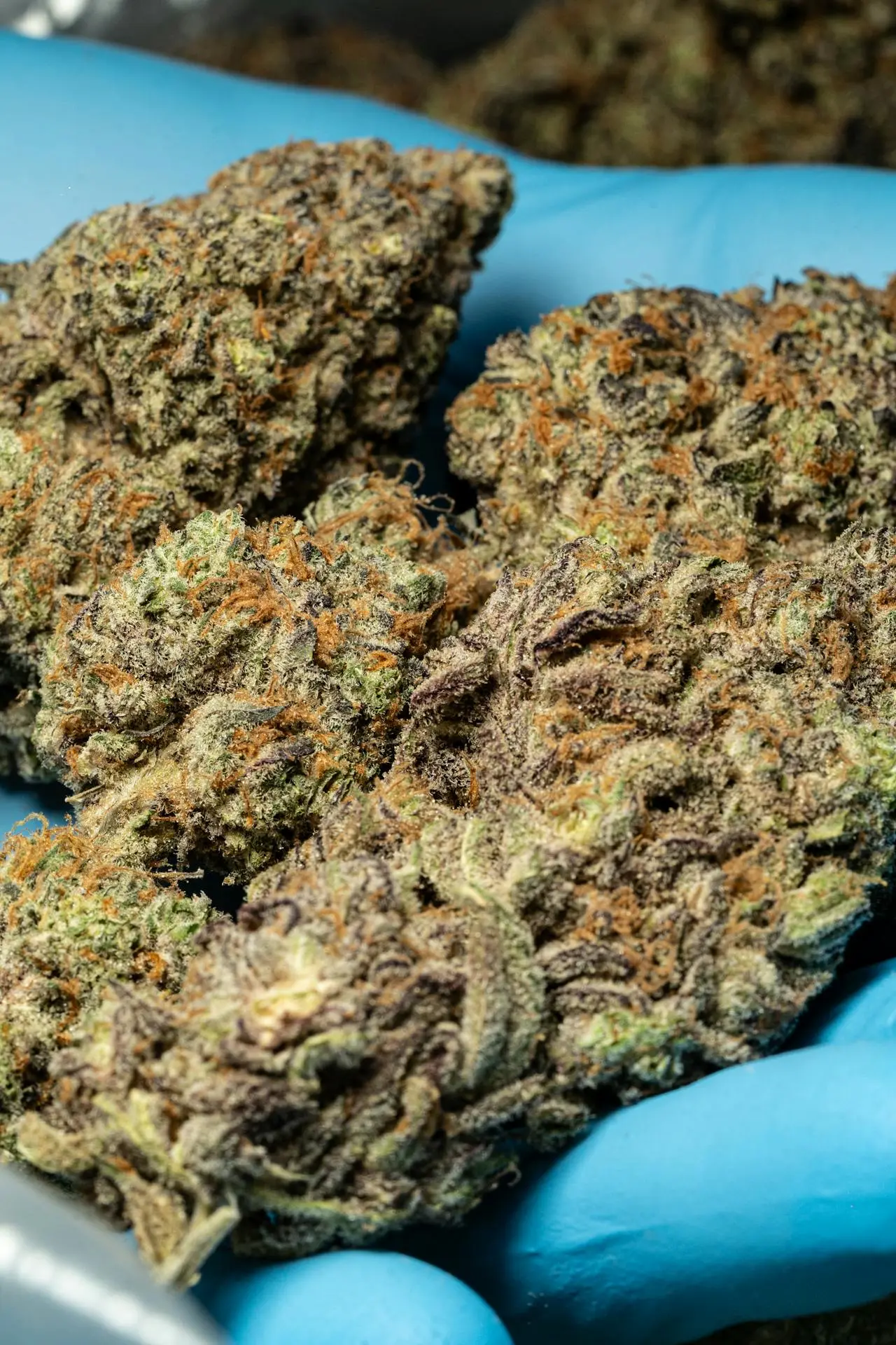 A tall, vibrant sativa cannabis plant growing outdoors under intense Australian sunlight in a garden setting, representing Jess's guide to matching strains to state climates.