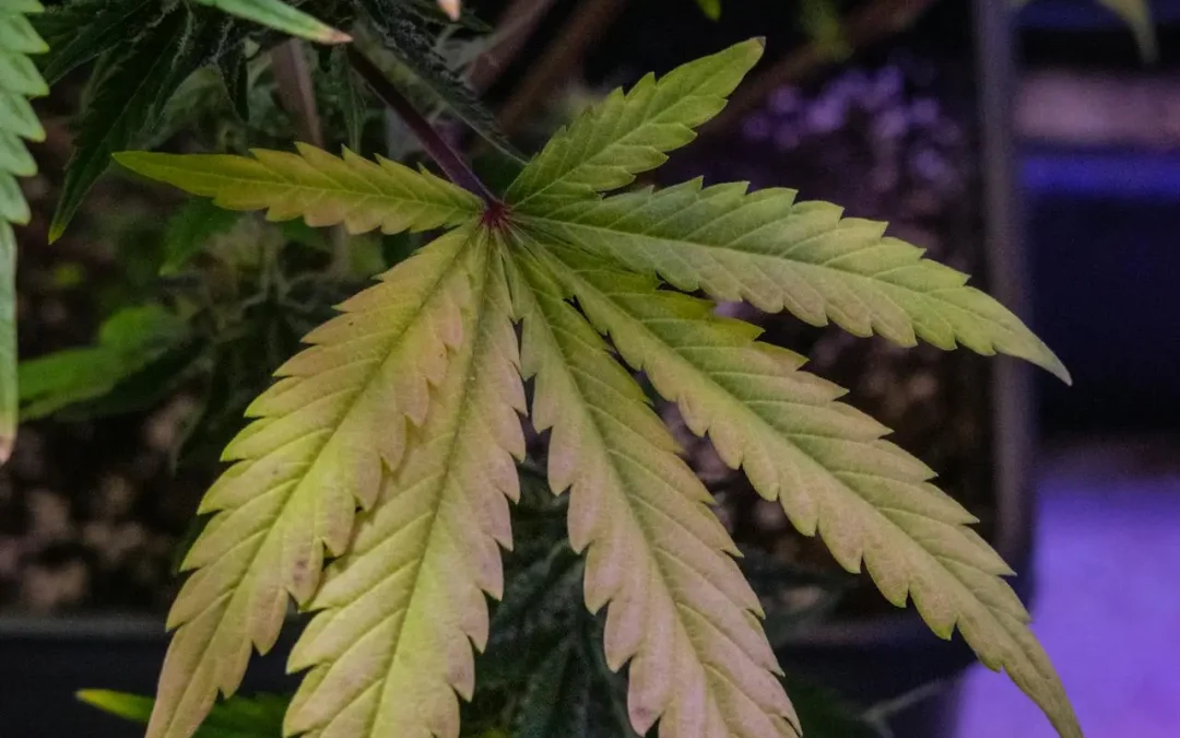 Autoflower EC and Feeding Guide — Every Sacred Seeds Auto, Strain by Strain