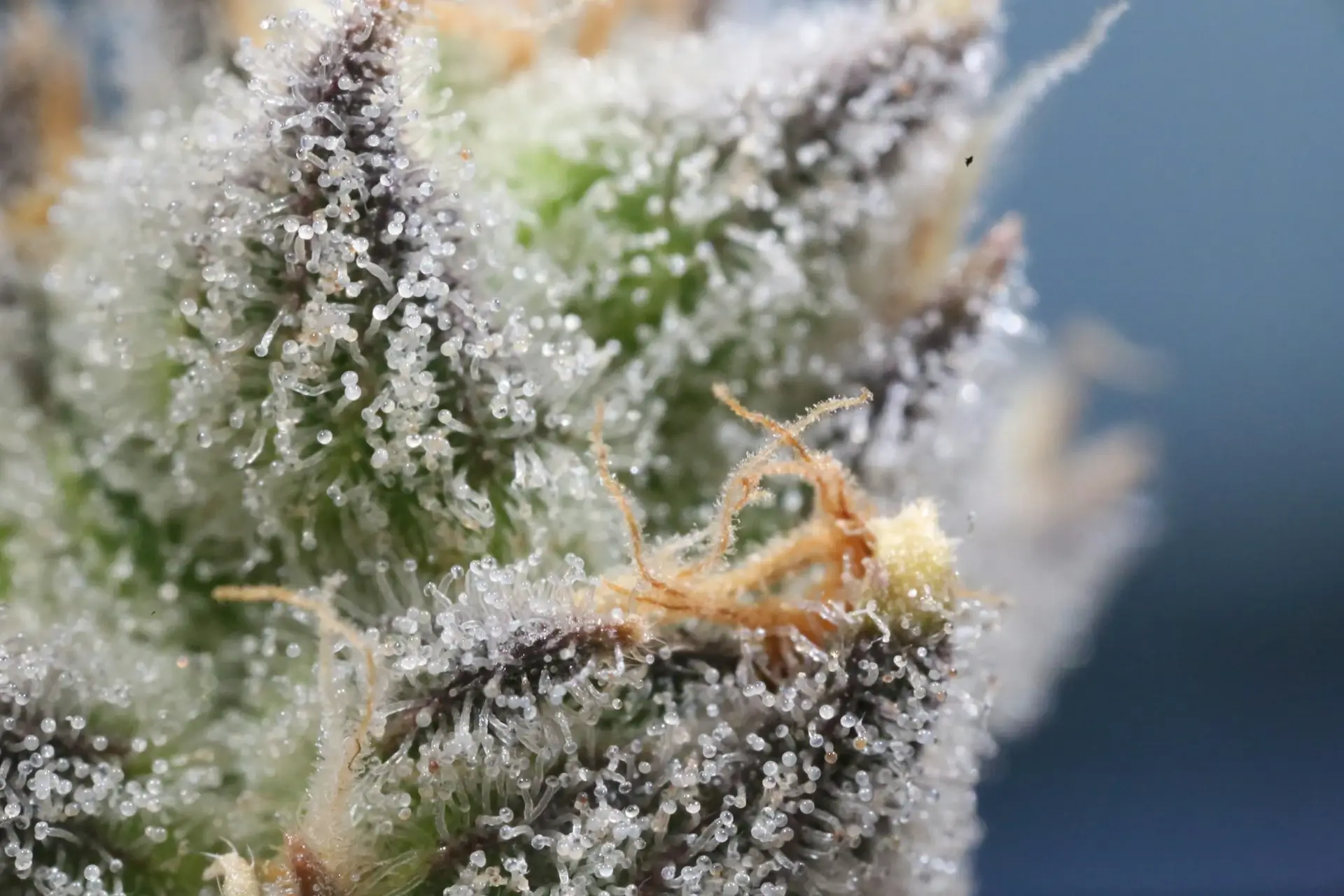 White Widow strain cannabis buds in late flower showing the characteristic heavy white trichome frost that gave the strain its name
