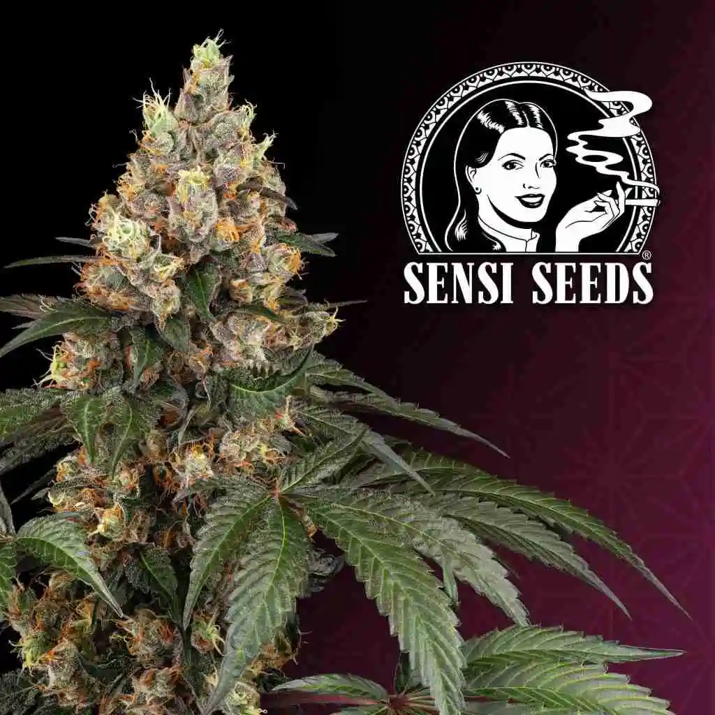 black domina bud- sensi seeds classic- sacred seeds australia