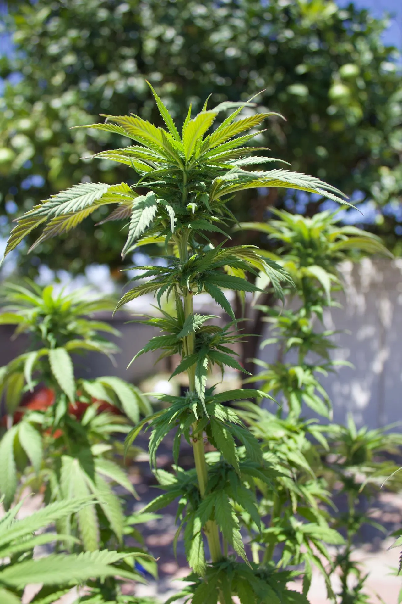 Tall Durban Poison strain cannabis plant showing the lanky, vigorous pure sativa structure with long internodes typical of the landrace