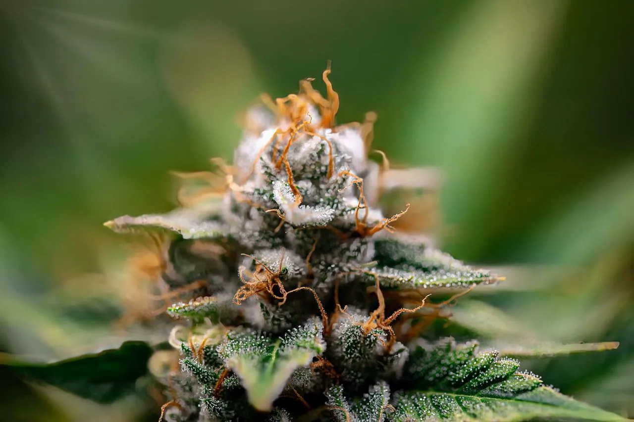 Durban Poison strain cannabis cola showing the elongated, frosty pure landrace sativa bud structure with orange pistils