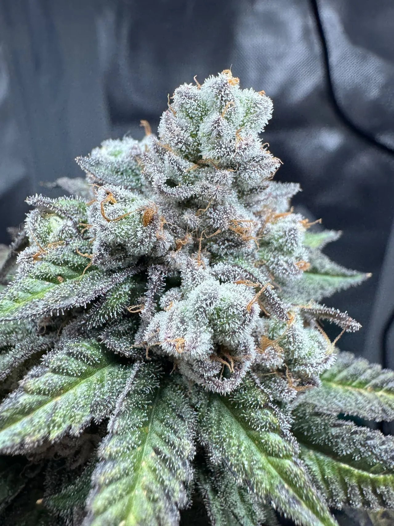 Glueberry OG cannabis cola showing the dense, frosty, resinous buds of the Dutch Passion strain