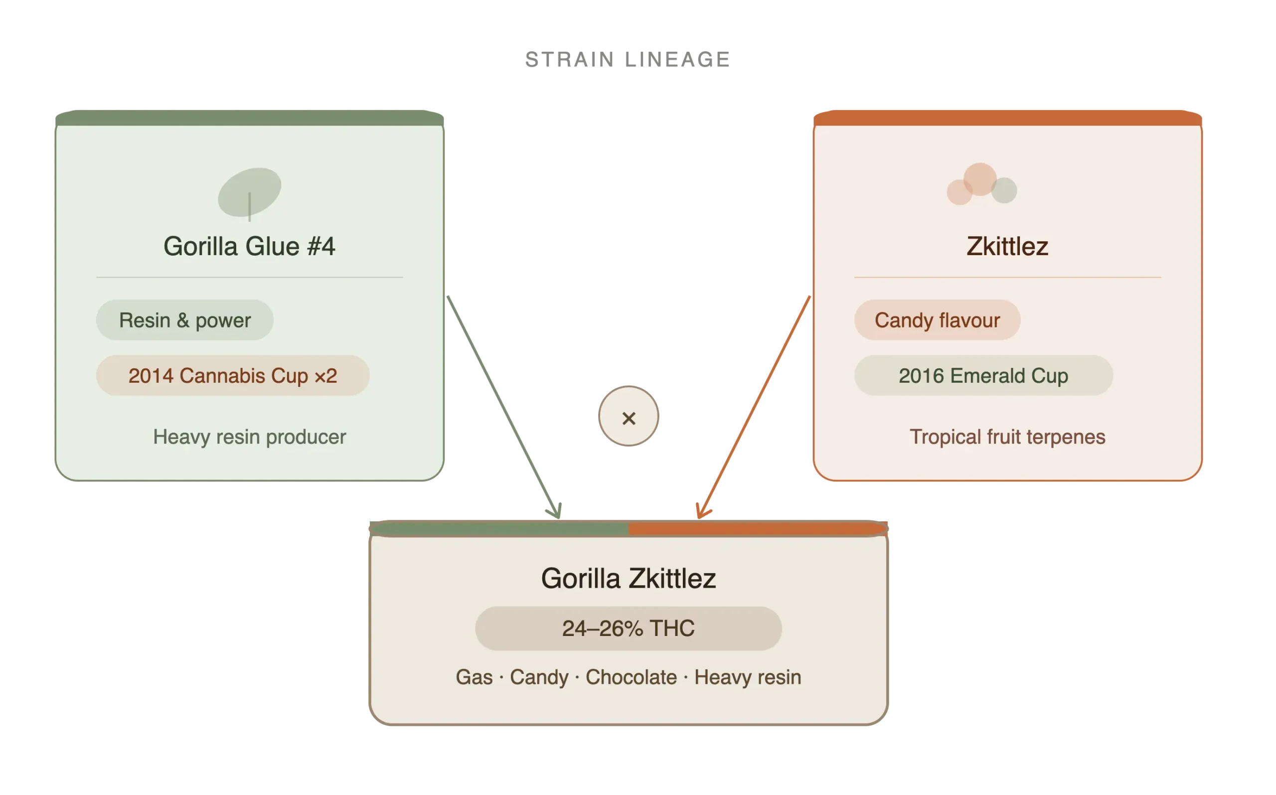 Lineage infographic showing Gorilla Glue number 4 crossed with Zkittlez to create Gorilla Zkittlez, combining resin and potency with candy flavour