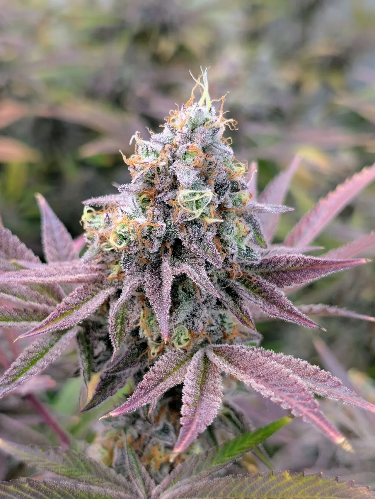 Gorilla Zkittlez cannabis cola showing dense trichome coverage and light purple colouration late in flower