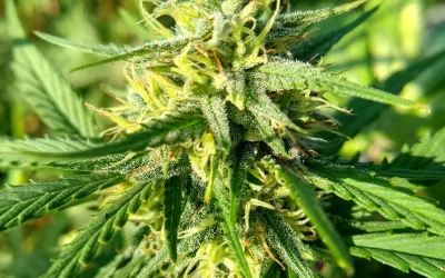 How to Grow Cannabis Outdoors in Australia: A Grower’s Season Guide