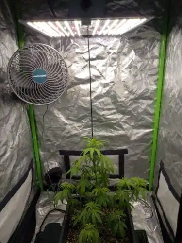 glueberry OG grow