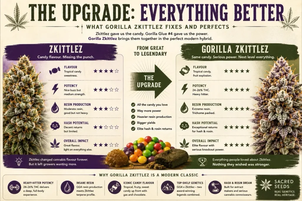 Comparison infographic showing how Gorilla Zkittlez improves on Zkittlez with greater potency, heavier resin production, stronger hash potential and the same candy flavour.
