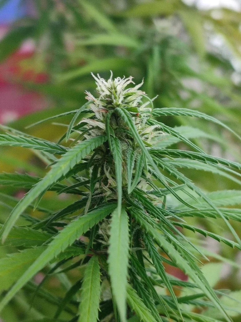 Close-up of a Hindu Kush feminised flowering cola with broad indica leaves, developing resin and fresh white pistils.