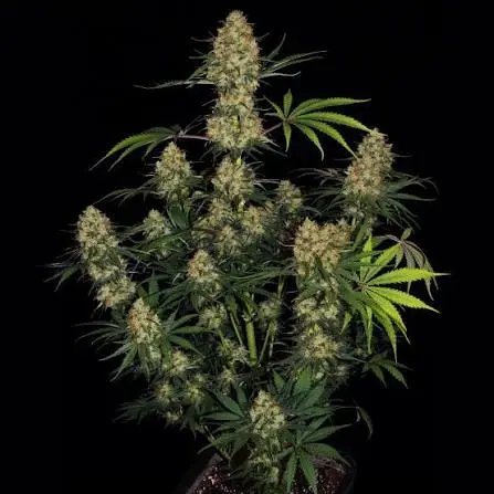 Hindu Kush feminised cannabis plant showing its naturally compact indica structure, broad leaves and dense resin-coated colas.