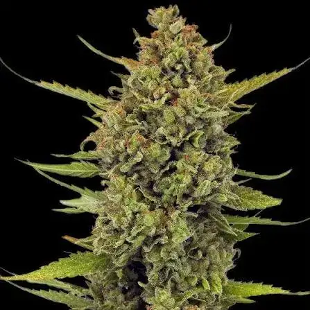 Single dense Acapulco Gold flower against a black background