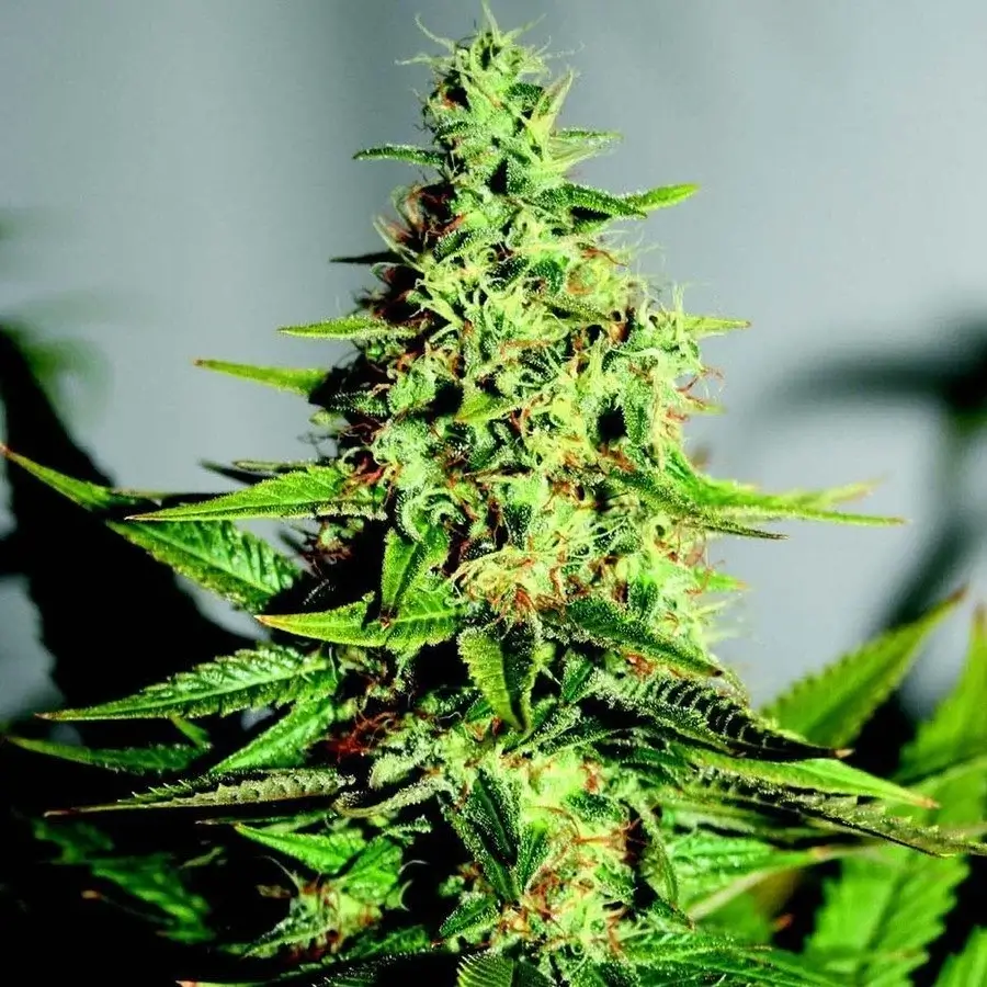 Close-up of an Acapulco Gold cola with frosty trichomes and rust-orange hairs