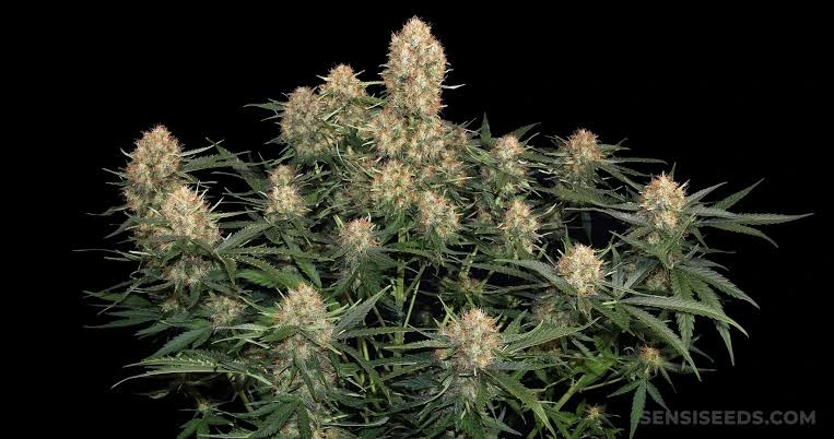 Full Skunk #1 cannabis plant with multiple resinous colas and balanced branching structure