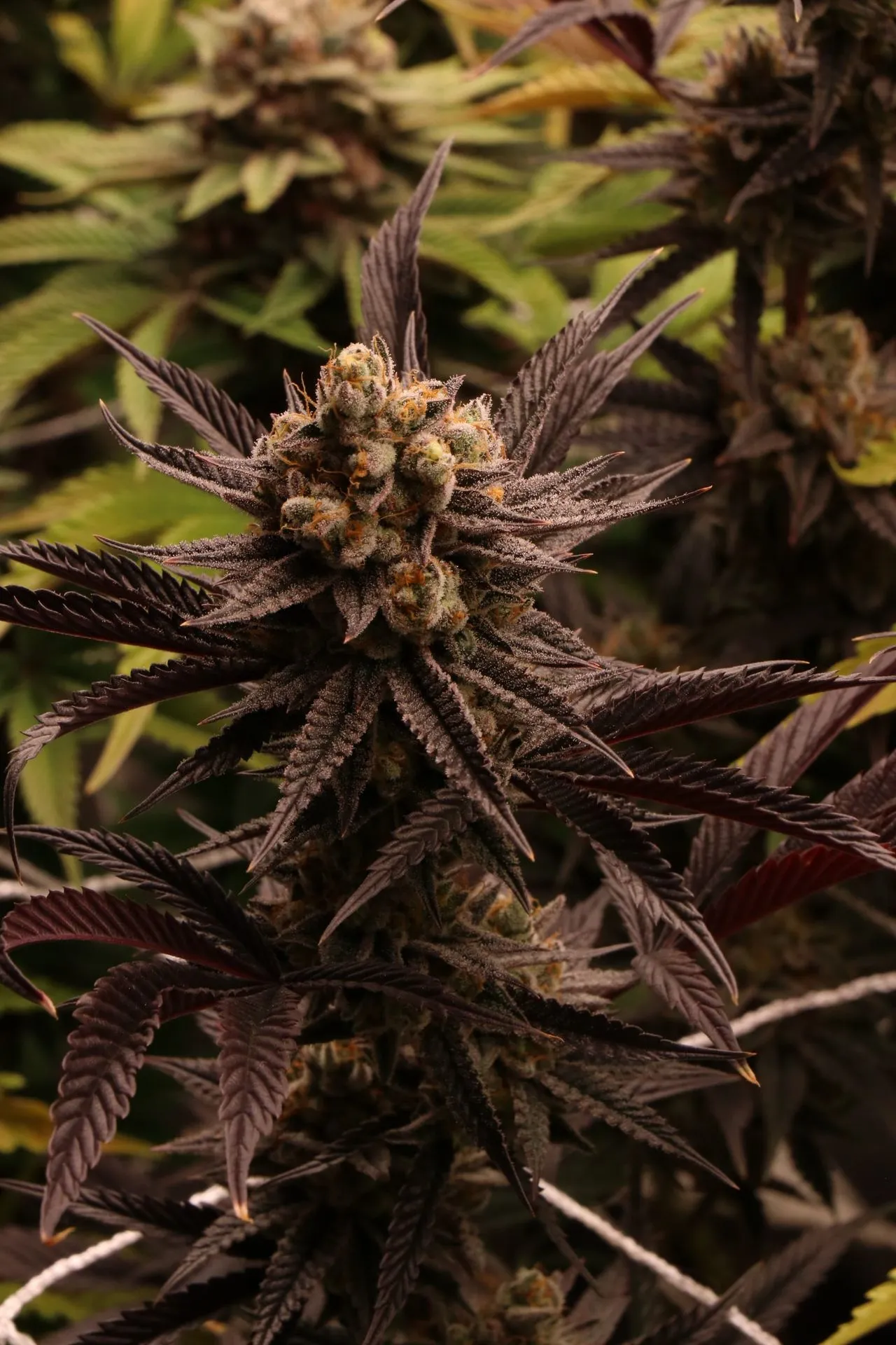 Girl Scout Cookies cannabis plant in late flower showing the bushy, dark-leaved structure and purple colouration typical of the strain