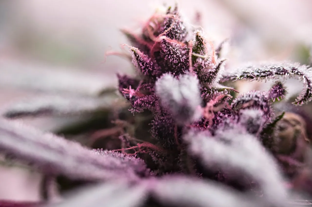 Girl Scout Cookies cannabis cola in late flower showing dark green and purple colouration, orange pistils and heavy trichome coverage