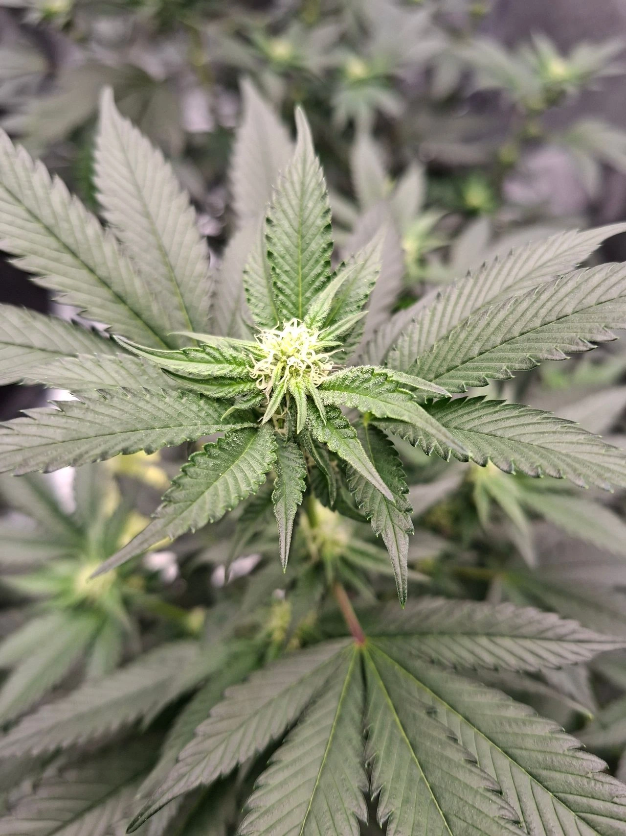 Compact bushy indica cannabis plant in flower showing the dense, lower-profile structure typical of Godfather OG