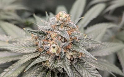Godfather OG Strain Review: The Don of All OGs