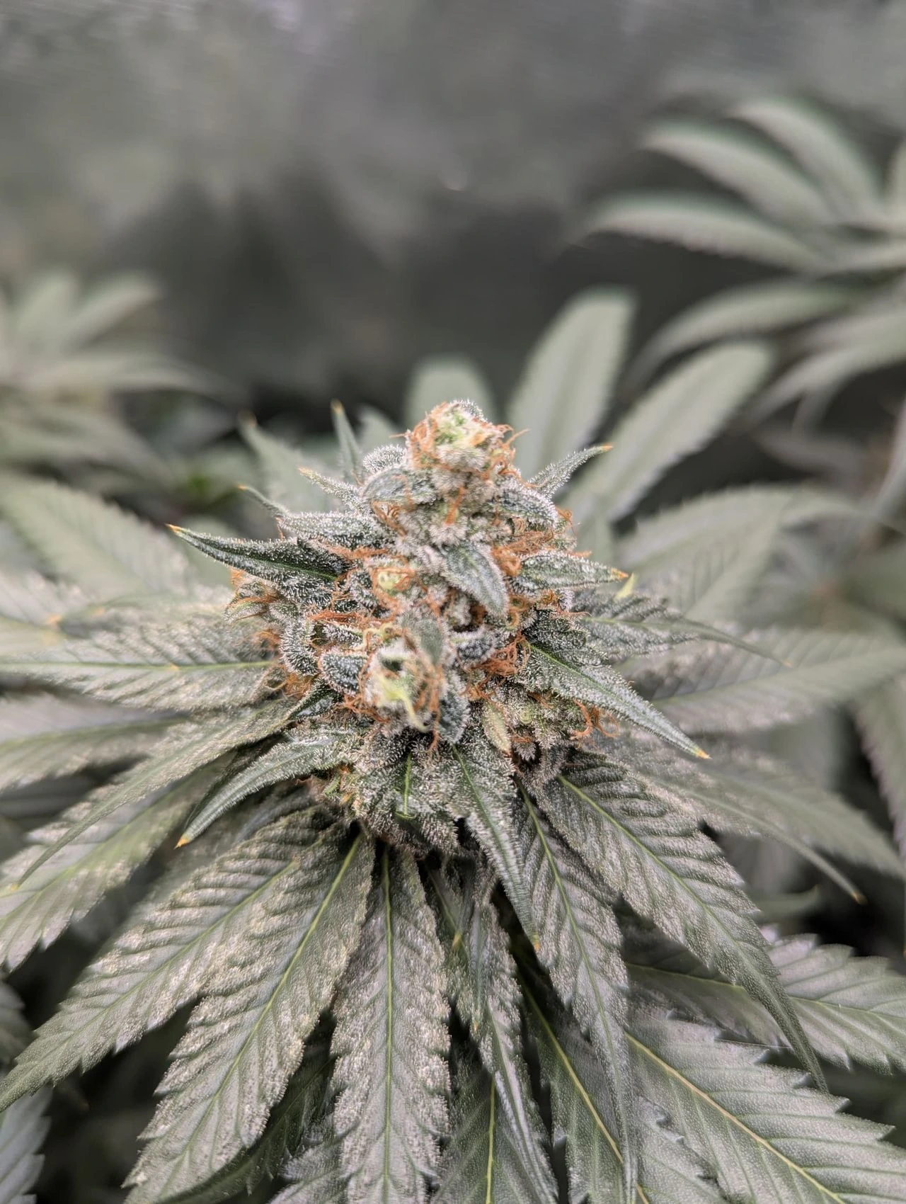 Godfather OG cannabis cola in late flower showing dense indica structure and heavy resin and trichome coverage