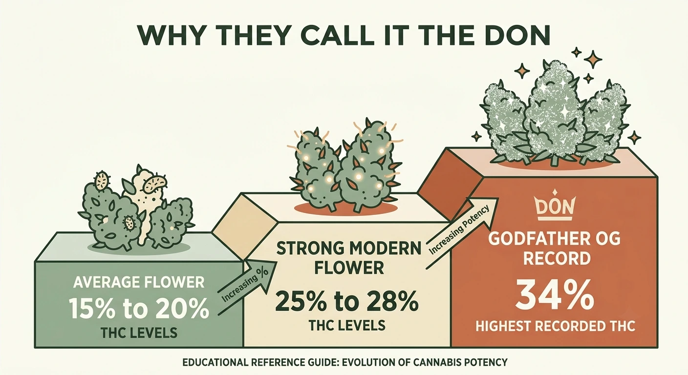 Infographic comparing average cannabis THC of 15 to 20 percent and strong modern flower at 25 to 28 percent against Godfather OG's record 34 percent THC