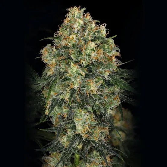 Dense resin-coated Hindu Kush buds showing the heavy trichome coverage the strain is known for