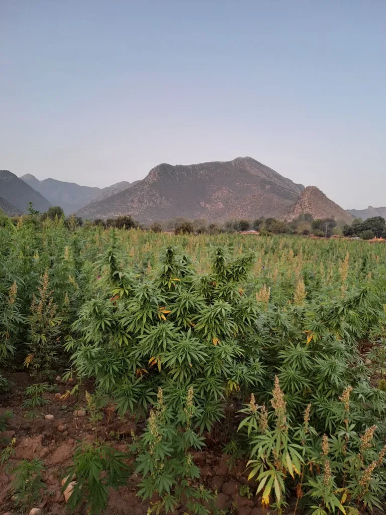 Landrace cannabis plants growing in an arid mountain valley, the environment that shaped the Hindu Kush strain