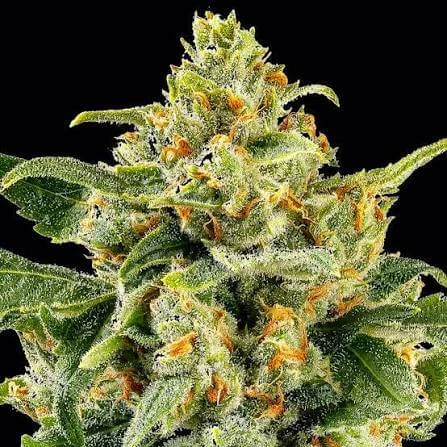 Skunk #1 feminized cannabis plant with dense resin-covered buds and bright orange pistils.