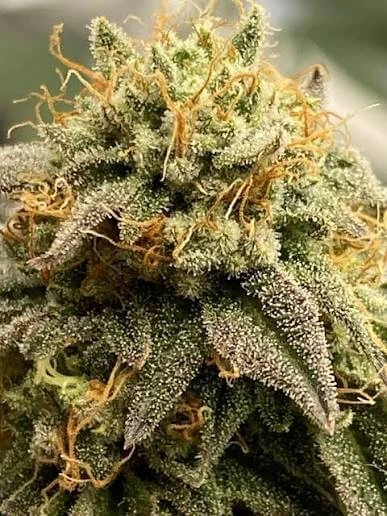 Macro photograph of a Skunk #1 cannabis bud covered in sparkling resin glands.