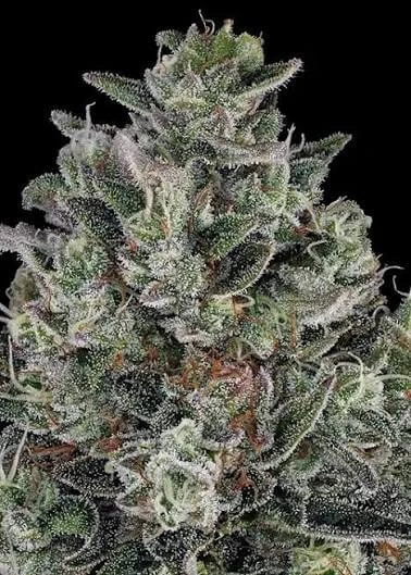 Auto Super Skunk cannabis flower coated in heavy trichomes with compact resinous bud structure.