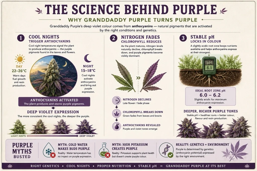 Illustrated infographic explaining why Granddaddy Purple turns purple, showing how cool nights, anthocyanins, nitrogen reduction and stable pH combine to produce deep violet cannabis flowers.