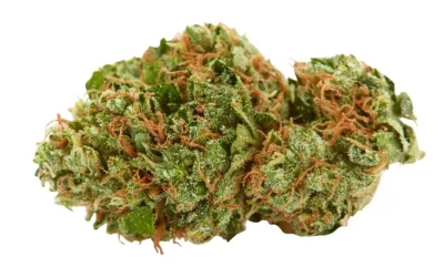 AK-47 Strain Review: The Four-Way Hybrid That Became a Legend