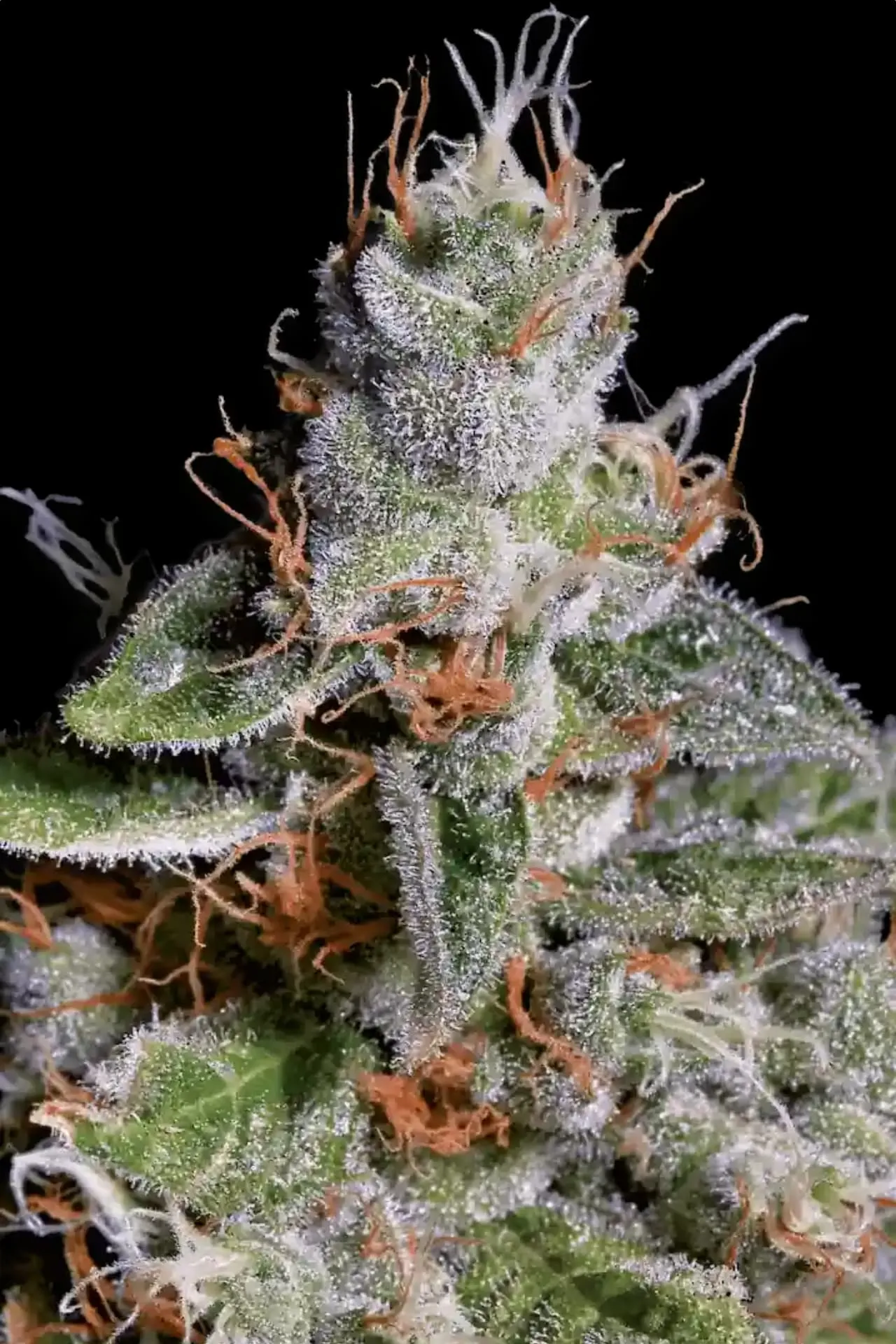 Cheese Feminised Seeds - Image 2
