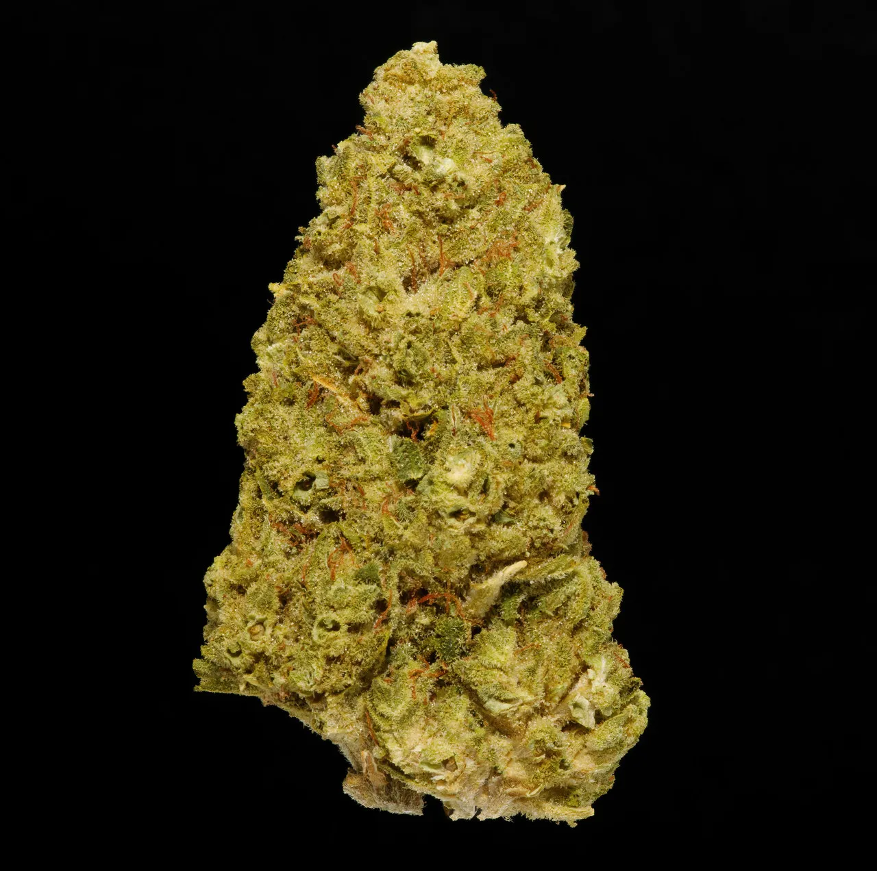 Macro close-up of a Cheese cola with heavy trichome frost and amber pistils
