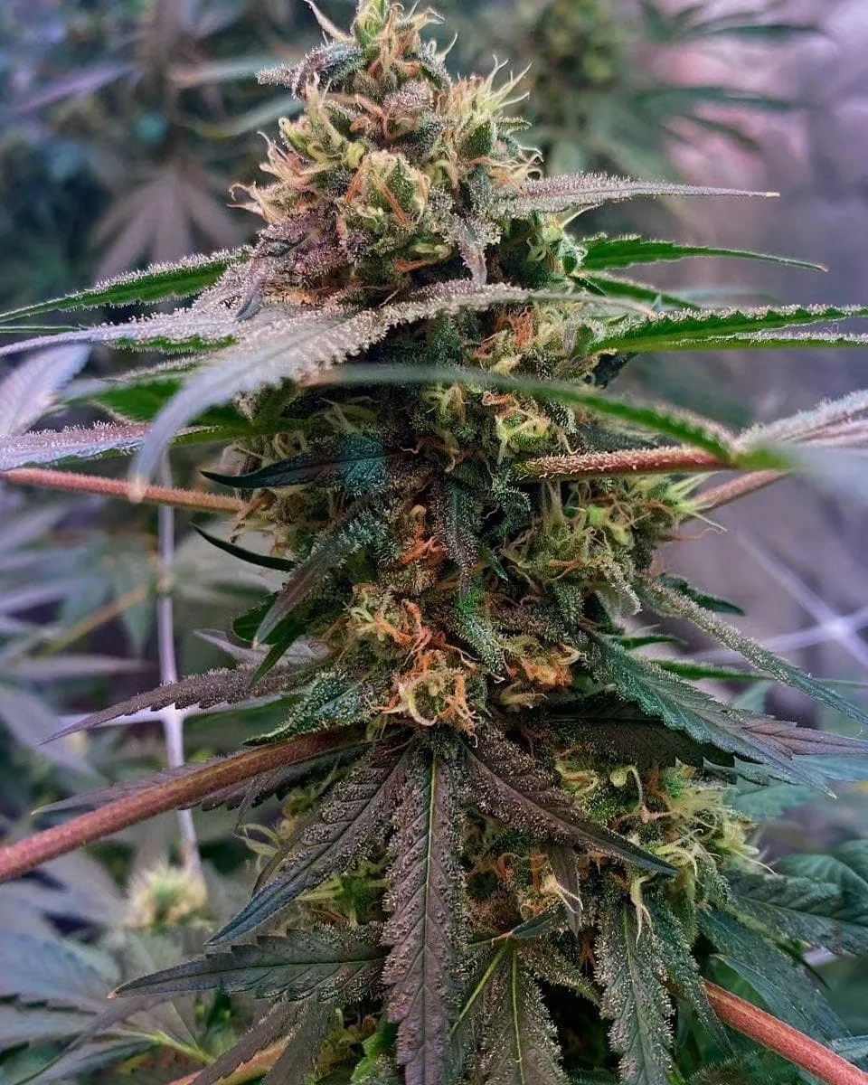 Cheese feminised plant in late flower with purple-tinged fan leaves and resinous colas