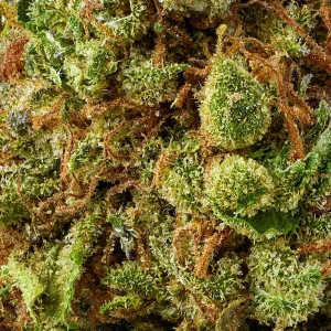 Close-up of Pineapple Express flower showing trichomes and orange pistils