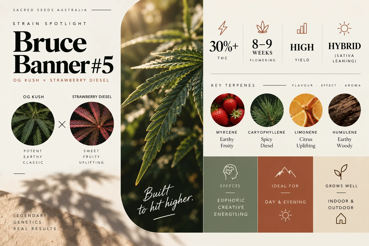 bruce banner strain guide infographic- sacred seeds